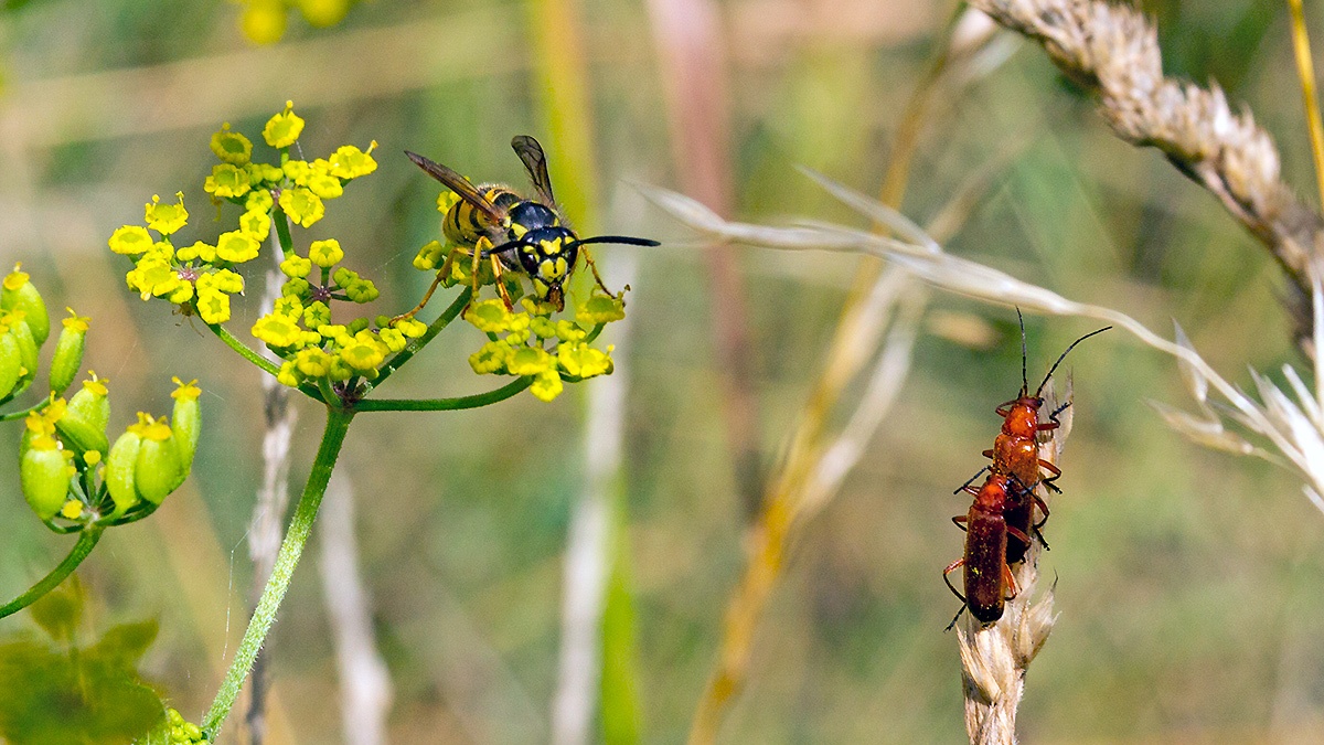 German Wasp [Vespula germanica]