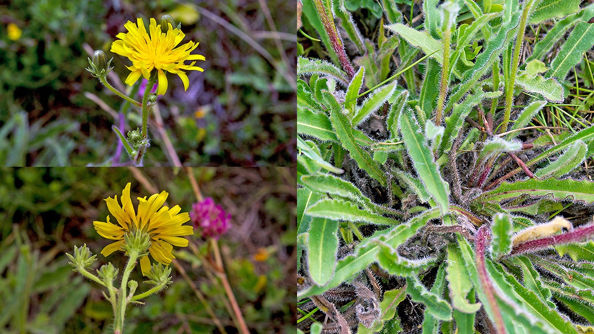 Hawkweed Oxtongue [Picris hieracioides]