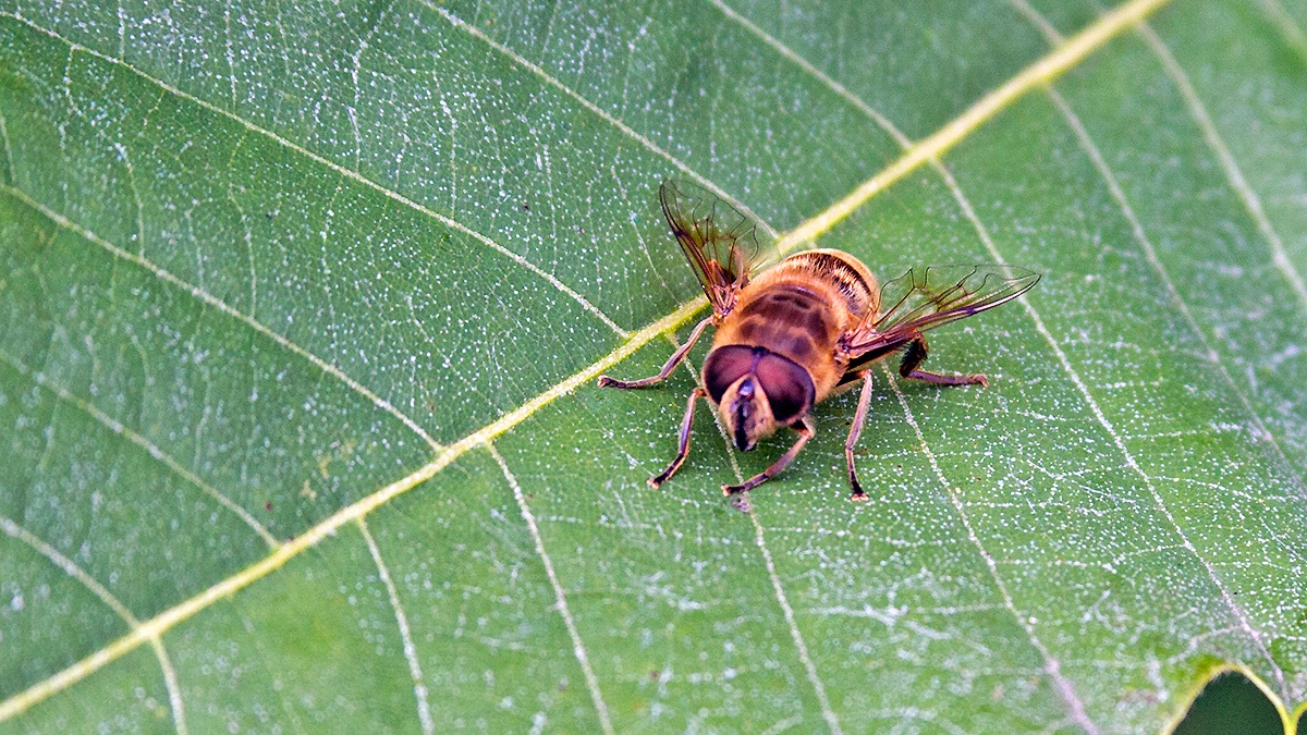 Common Drone Fly [Eristalis tenax]