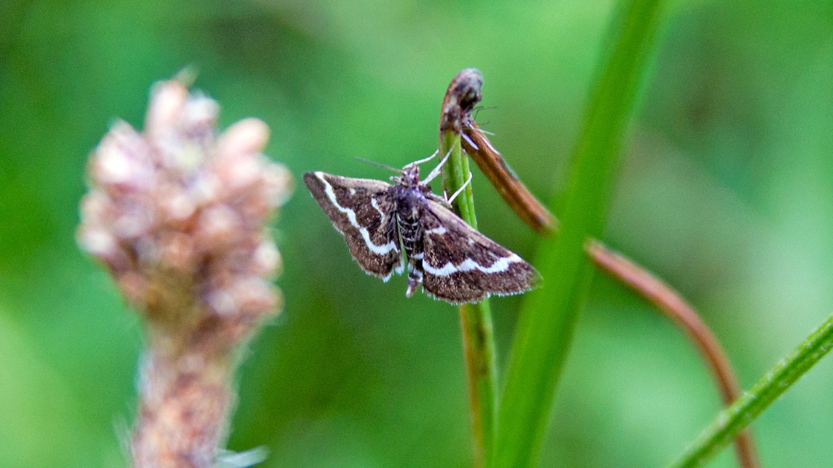Wavy-barred Sable [Pyrausta nigrata]