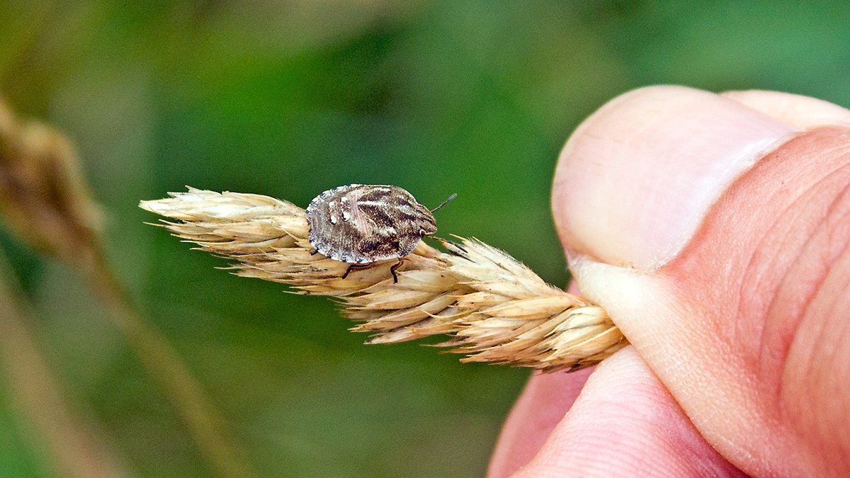 Tortoise Bug [Eurygaster testudinaria]