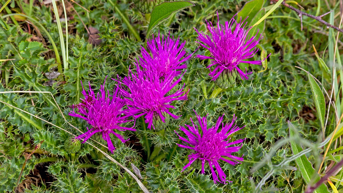 Dwarf Thistle [Cirsium acaule]