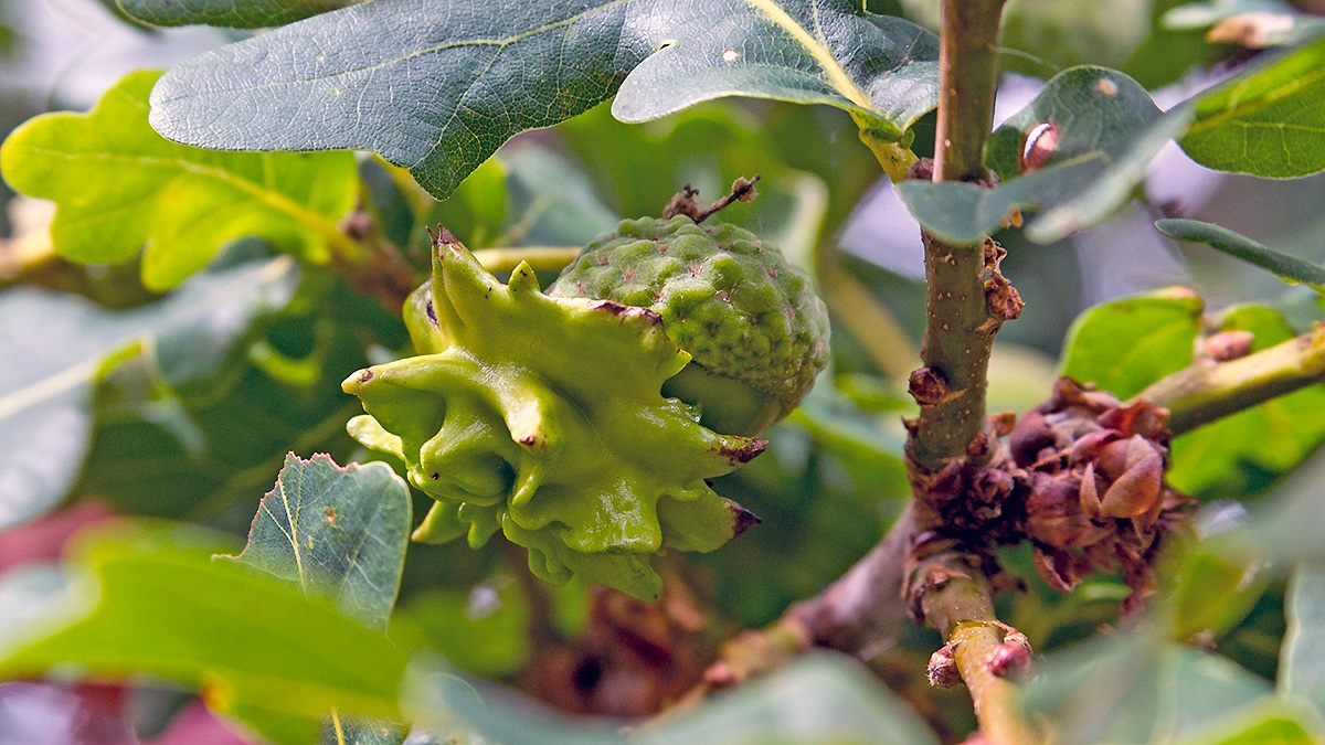 Knopper Gall Wasp [Andricus quercuscalicis]