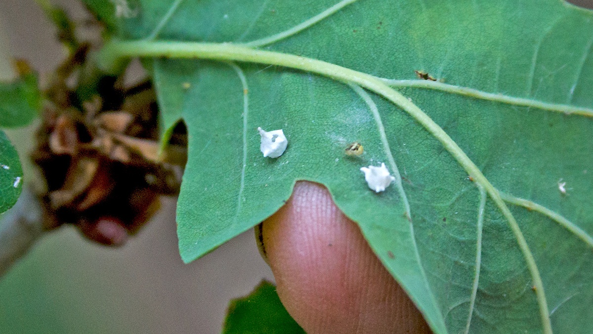Sputnik Spider [Paidiscura pallens]