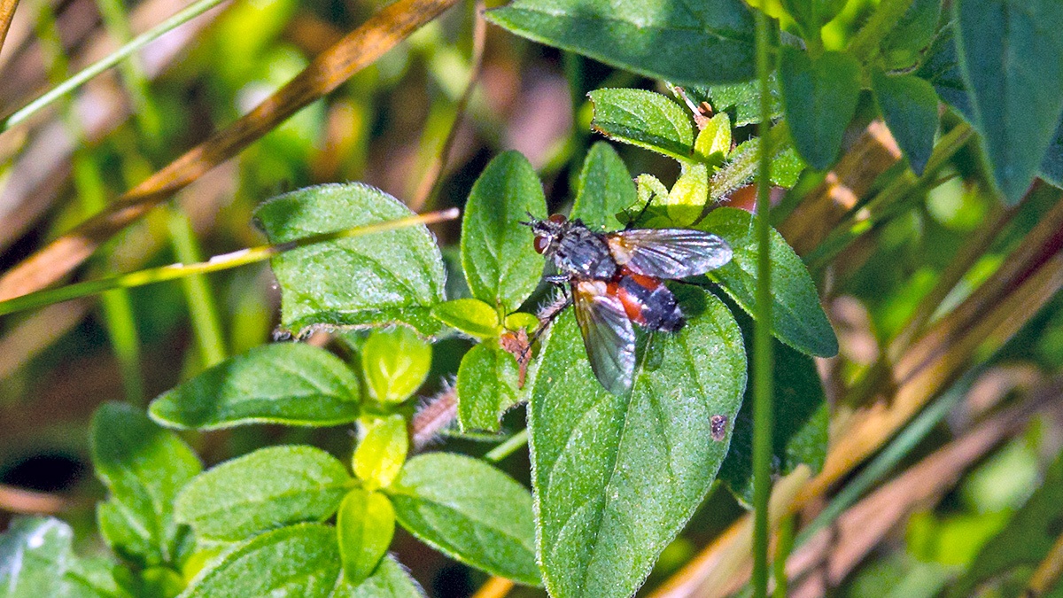 Red Spotted Parasite Fly [Eriothrix rufomaculata]