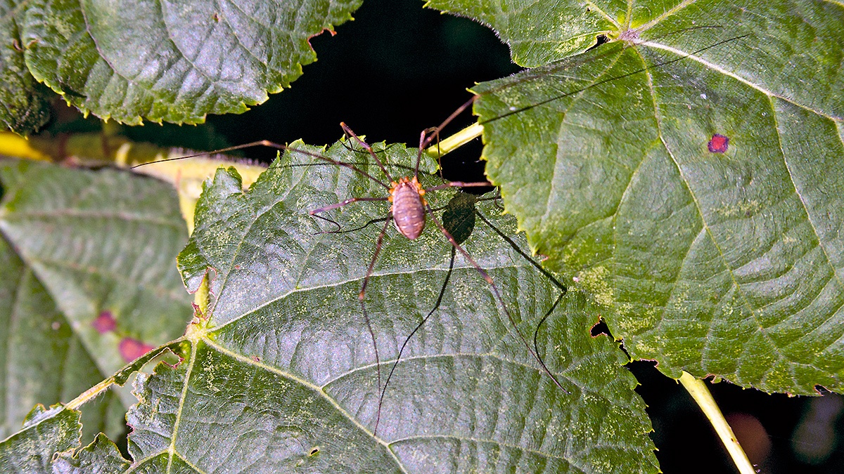 Red Harvestman [Opilio canestrinii]