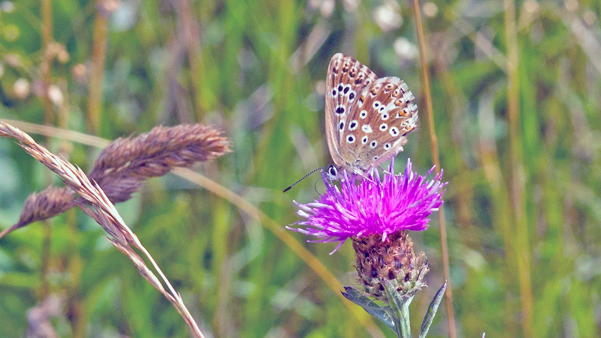 Chalk Hill Blue [Polyomattus coridon]