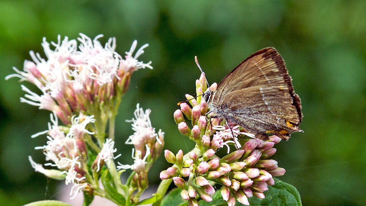 Purple Hairstreak [Favonius quercus]