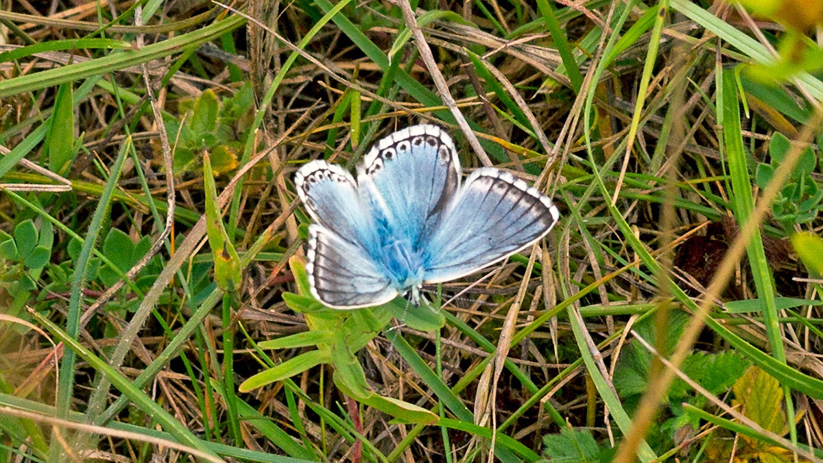 Chalk Hill Blue [Polyomattus coridon]