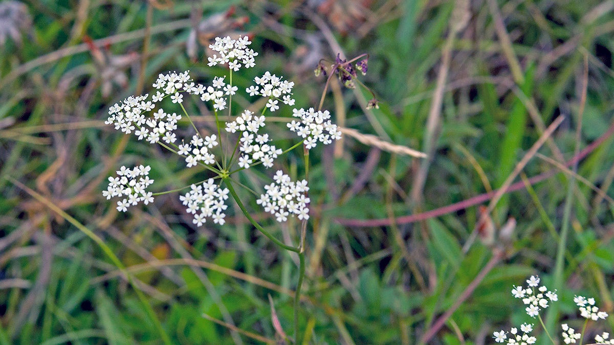 Burnet-saxifrage [Pimpinella saxifraga]