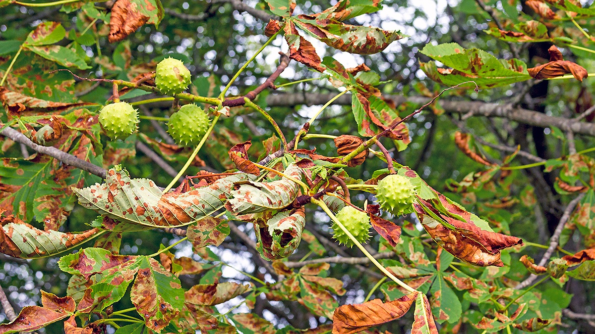 European Horse Chestnut [Aesculus hippocastanum]