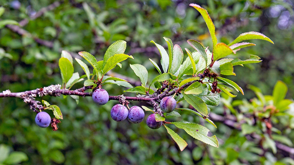 Blackthorn [Prunus spinosa]