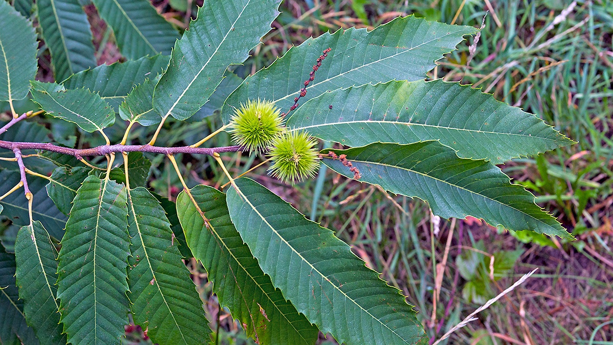 Sweet Chestnut [Castanea sativa]