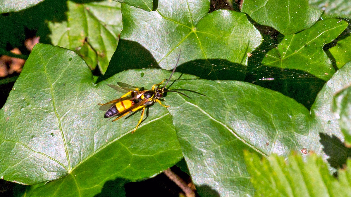Tiger Ichneumon Wasp [Ichneumon xanthorius]