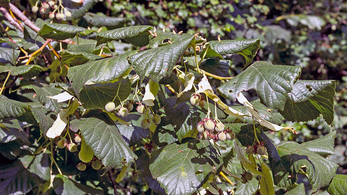 lime tree [Tilia sp.]
