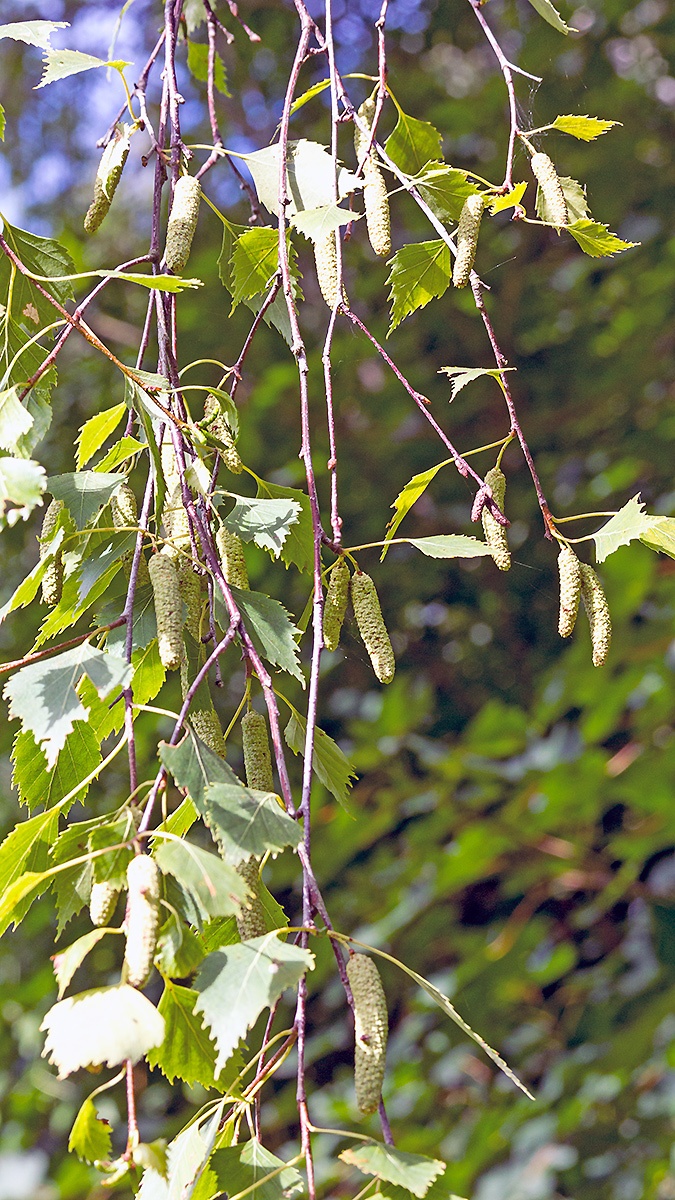 Silver Birch [Betula pendula]