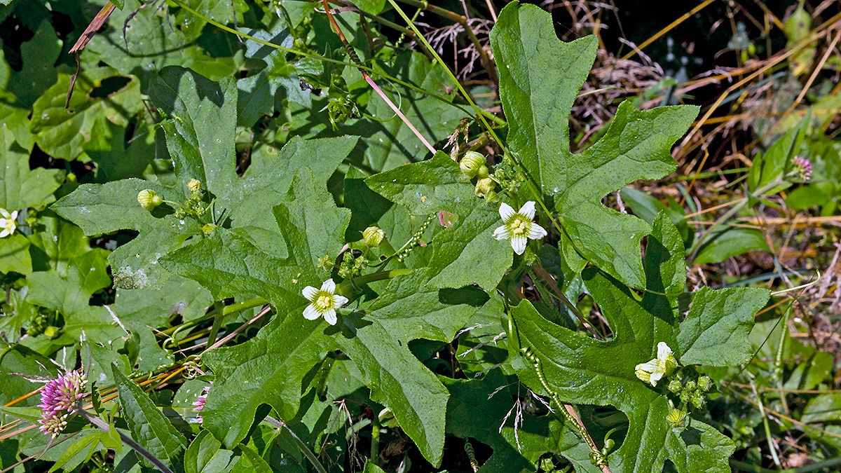 White Bryony [Bryonia dioica]
