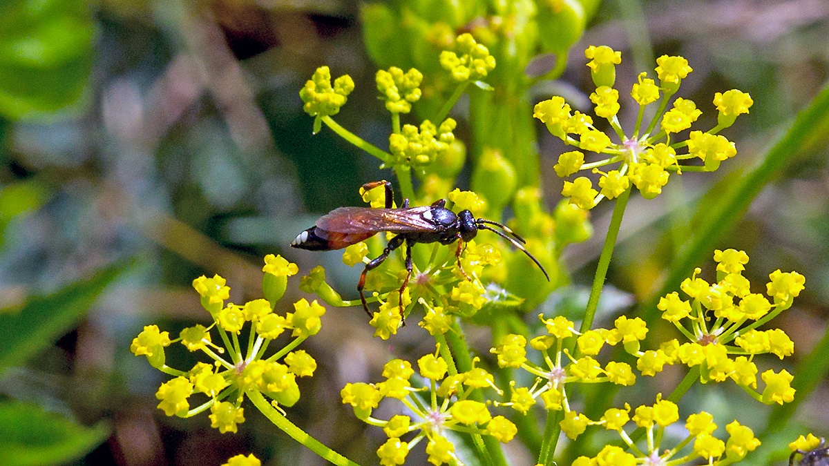 ichneumon wasp [Ichneumon suspiciosus?]