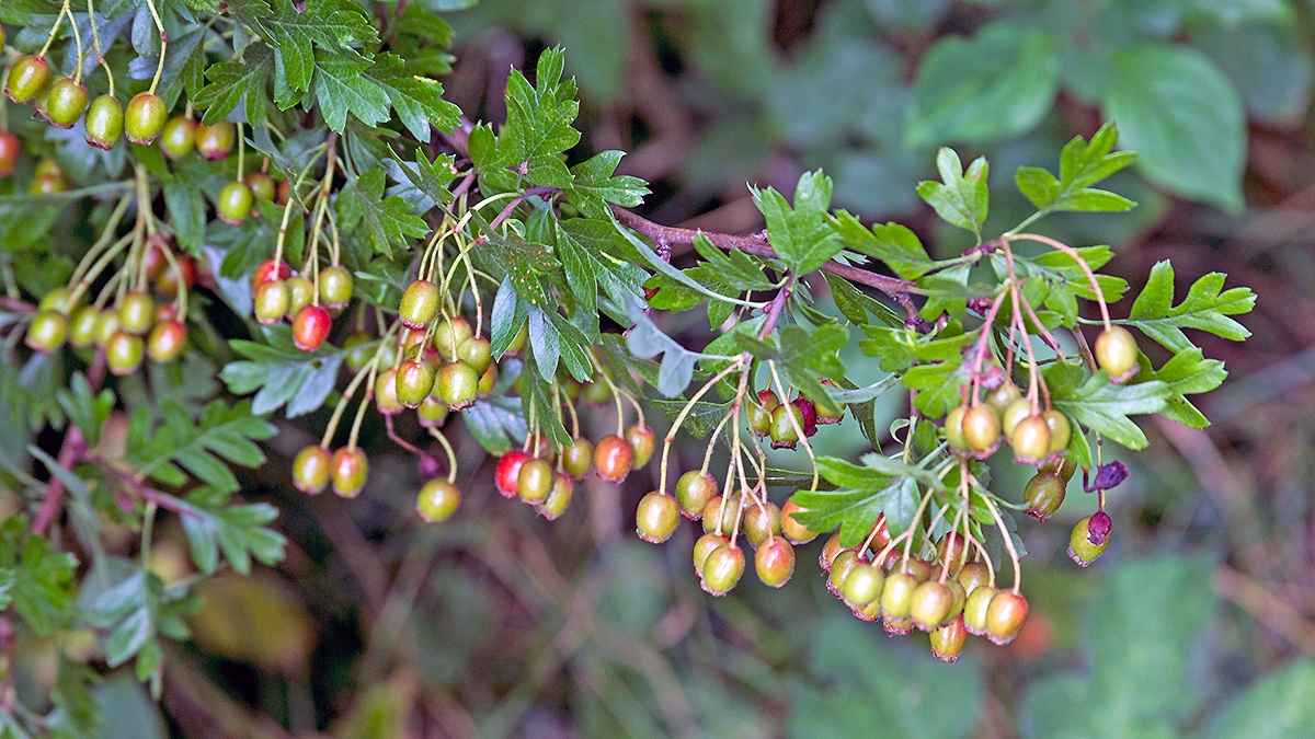 Common Hawthorn [Crataegus monogyna]