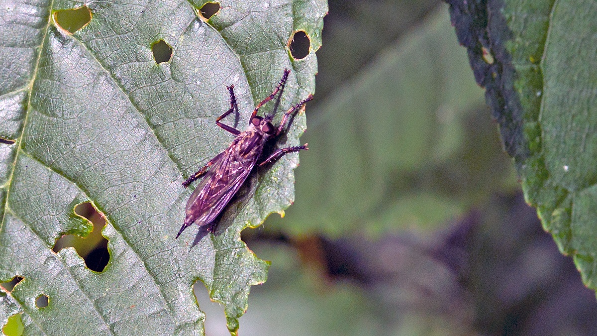 Kite-tailed Robberfly [Machimus atricapillus]