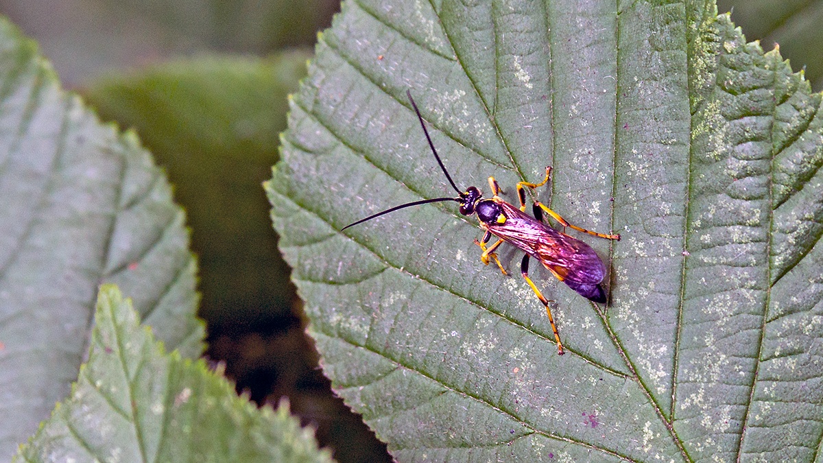 Yellow-tipped Darwin Wasp [Ichneumon stramentor?]