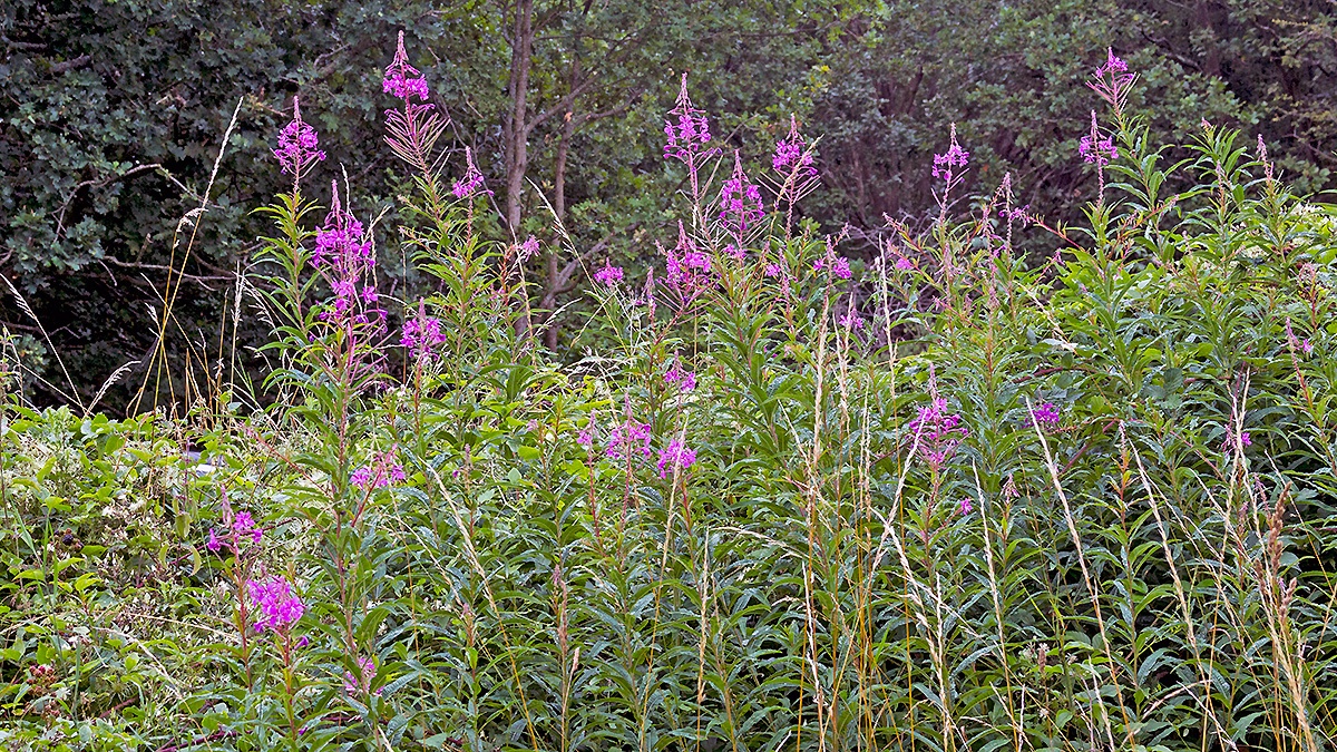 Rosebay Willowherb [Chamaenerion angustifolium]