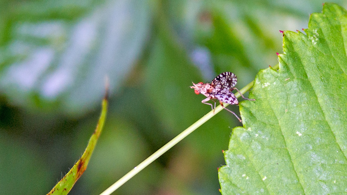 Snail-killing Fly [Trypetoptera punctulata]