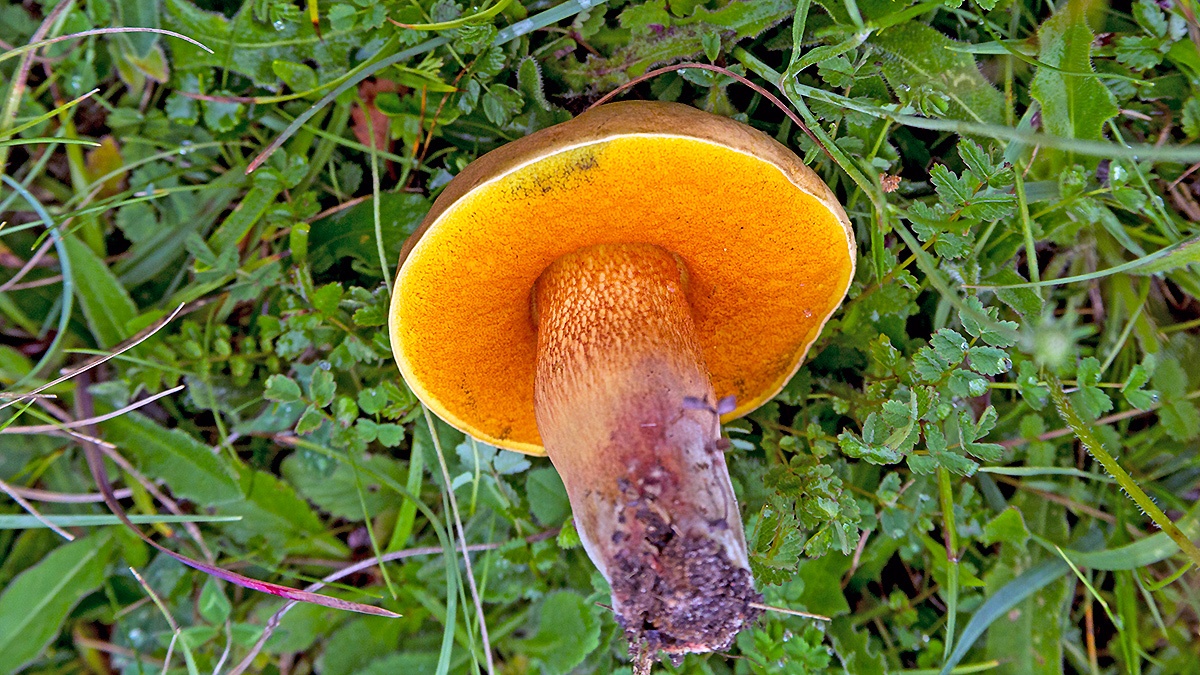 ‘Bolete’ mushroom [ID unknown]