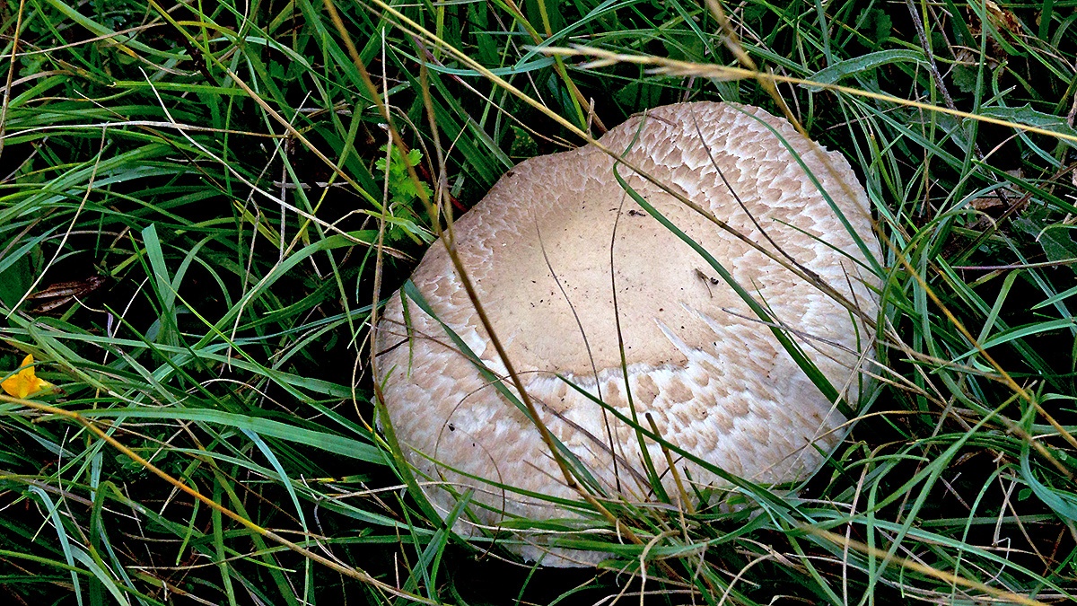 ‘Agaric’ mushroom [ID unknown]
