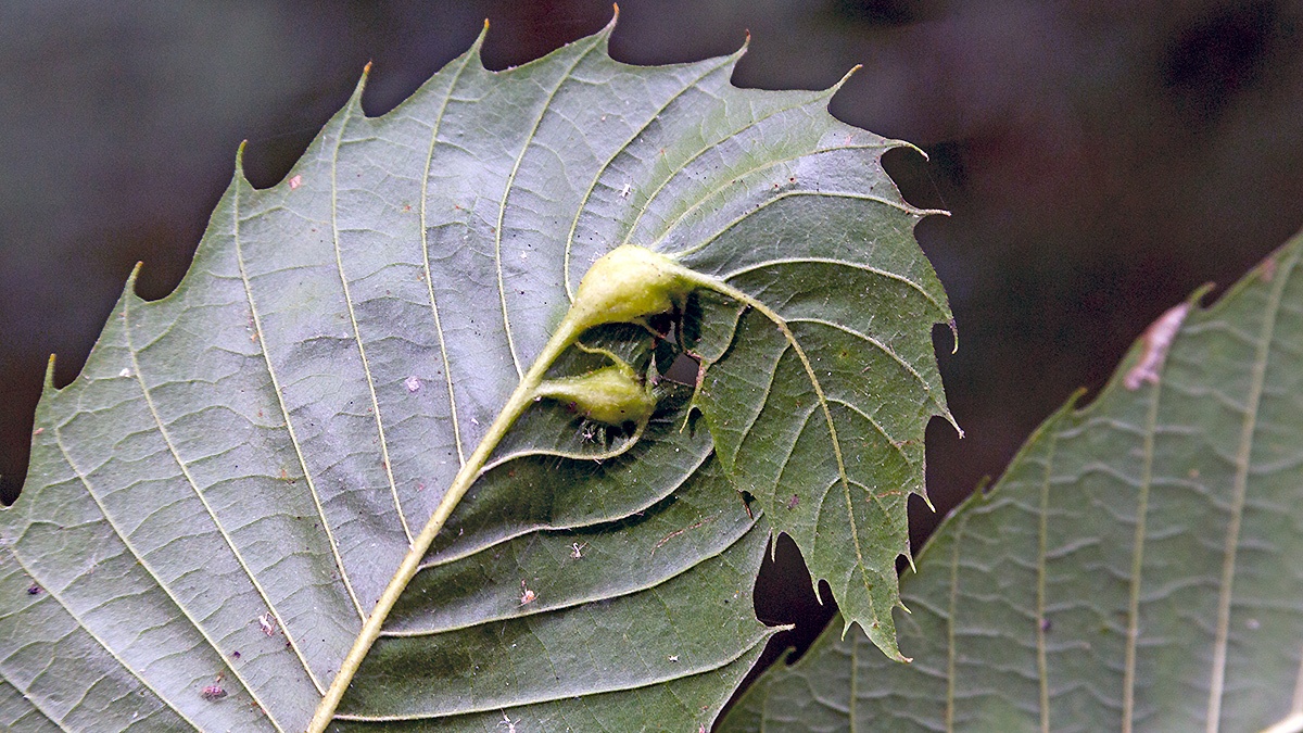 Oriental Chestnut Gall Wasp [Dryocosmus kuriphilus]