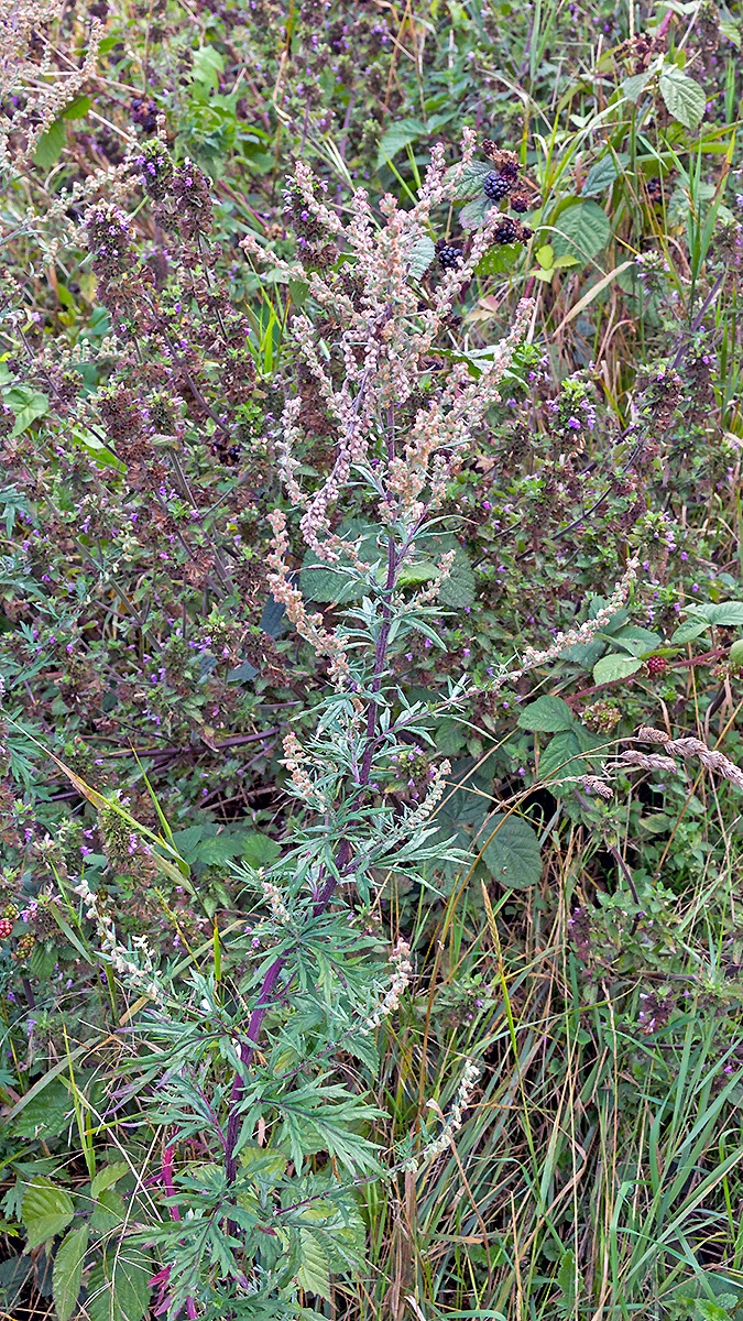 Mugwort [Artemisia vulgaris]
