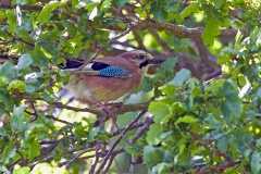 Eurasian Jay [Garrulus glandarius rufitergum]