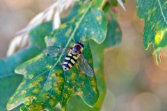 Black-tailed Aphideater [Eupeodes luniger]