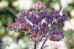 7-spot Ladybird [Coccinella septempunctata]