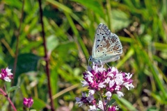 Chalkhill Blue [Lysandra coridon]