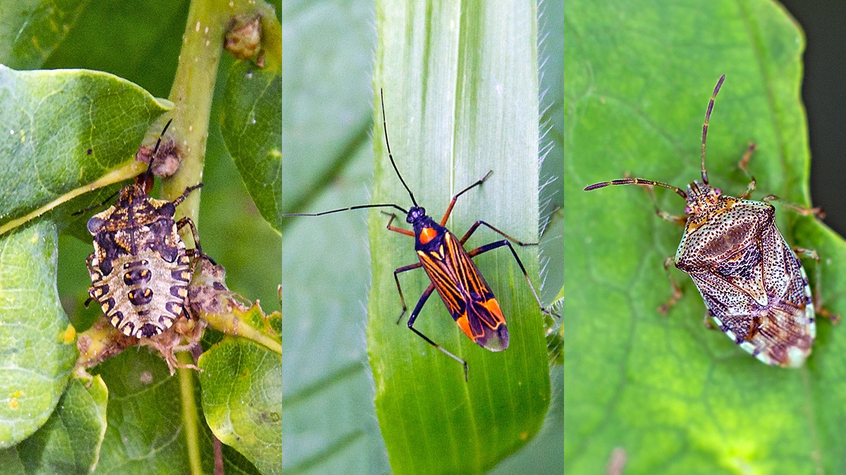 3 bugs