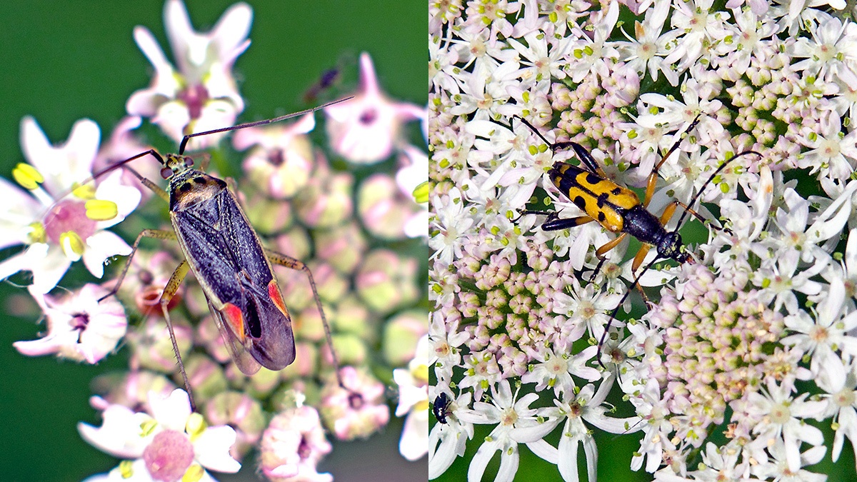 Trivial Plant Bug [Closterotomus trivialis] and Spotted Longhorn Beetle [Rutpela maculata]