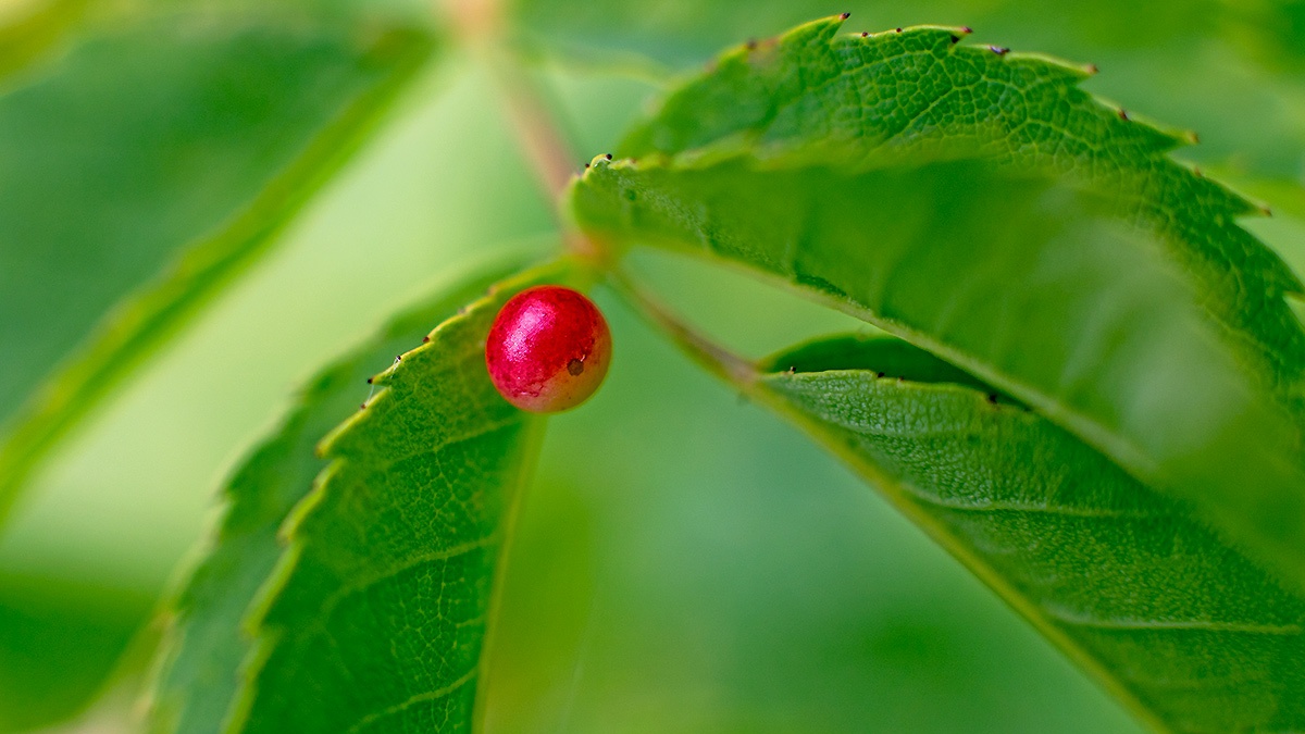 Smooth Rose Pea Gall Wasp [Diplolepis eglanteriae/nervosa]