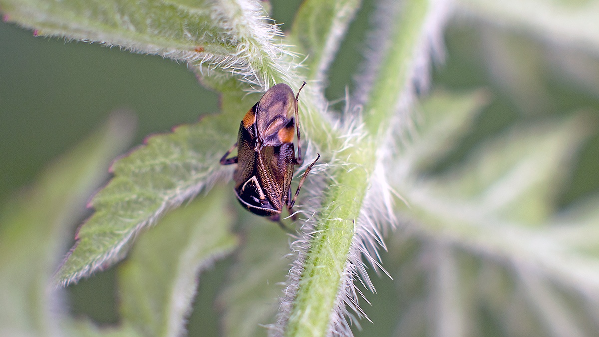 Yellow-lined Plant Bug [Deraeocoris flavilinea]