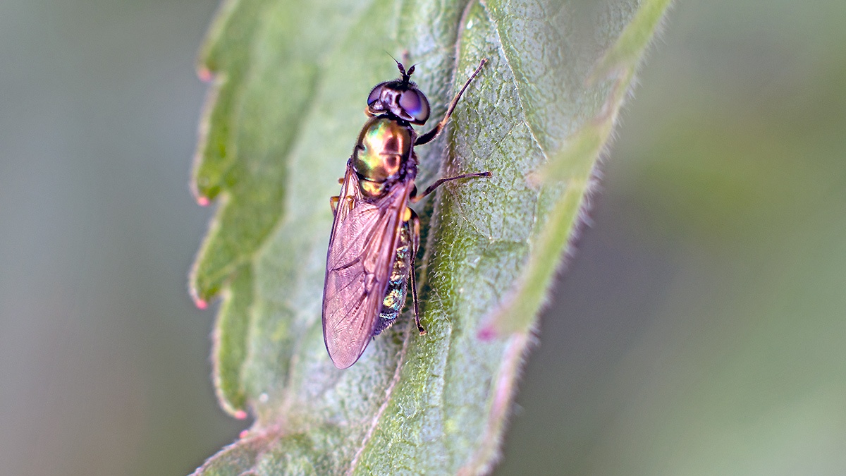 Broad Centurion [Chloromyia formosa]