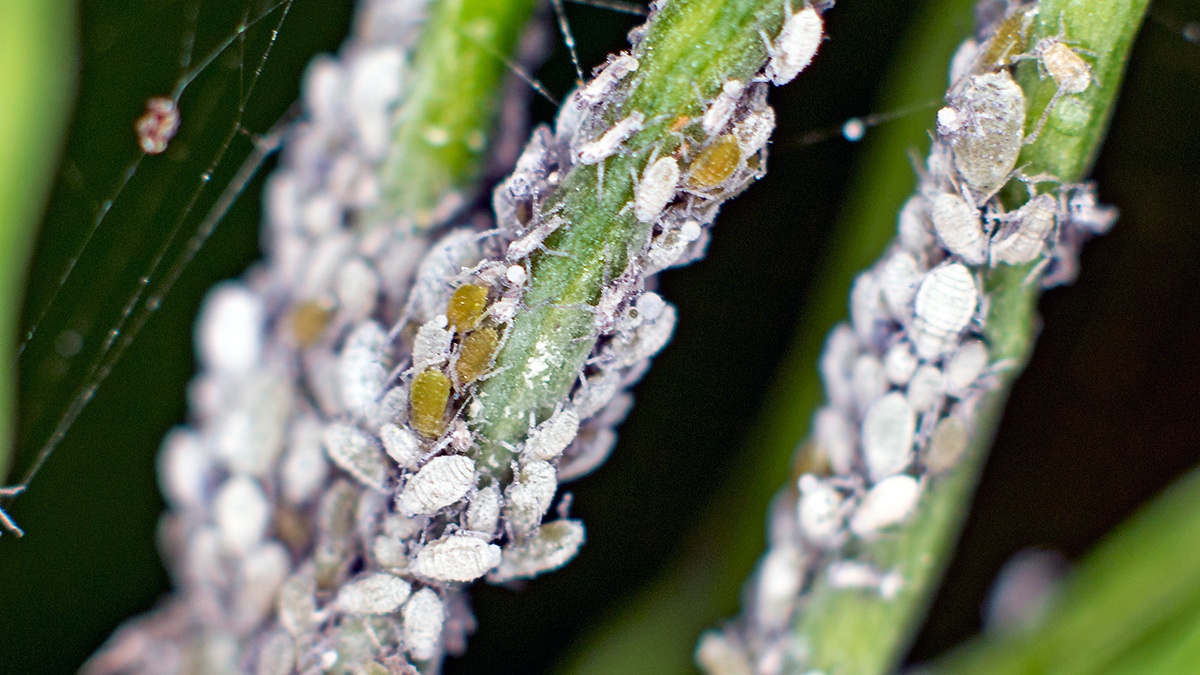 Mealy Cabbage Aphid [Brevicoryne brassicae]