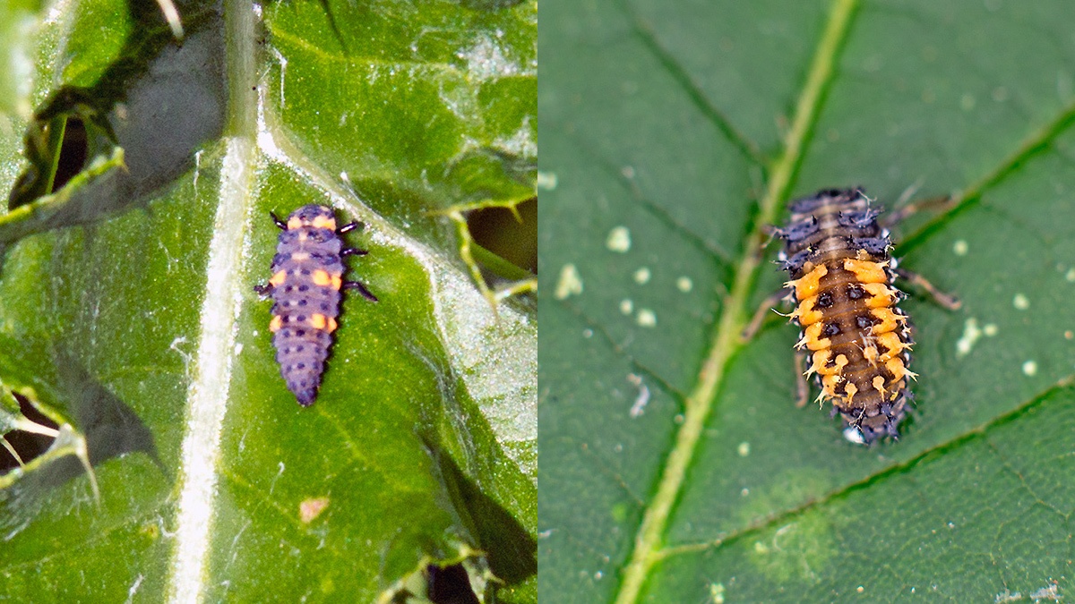 Ladybird larvae
