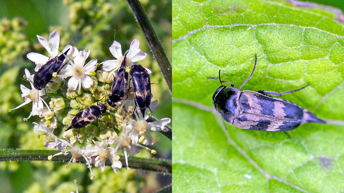 tumbling flower beetle [Variimorda villosa]