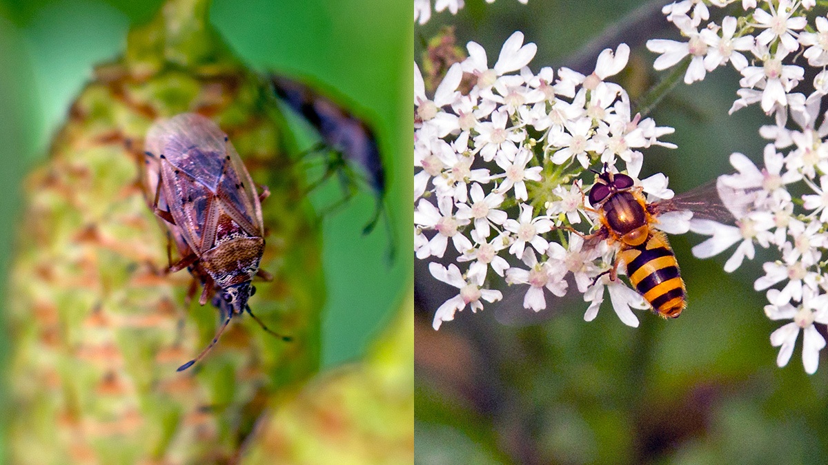 Birch Catkin Bug [Kleidocerys resedae] and Broad-banded Epistrophe [Epistrophe grossulariae]