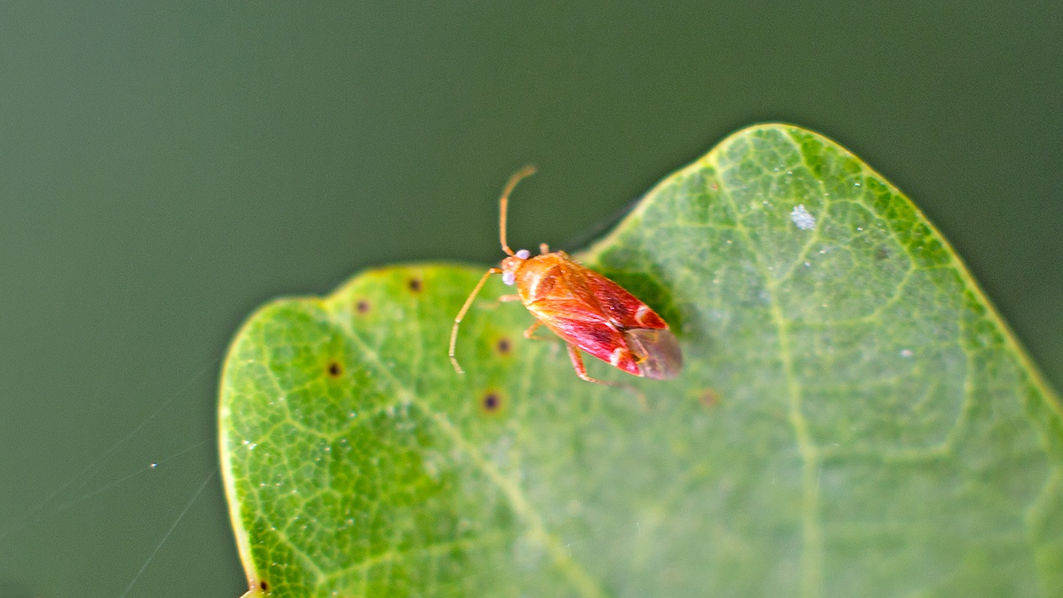 oak plant bug [Psallus varians?]