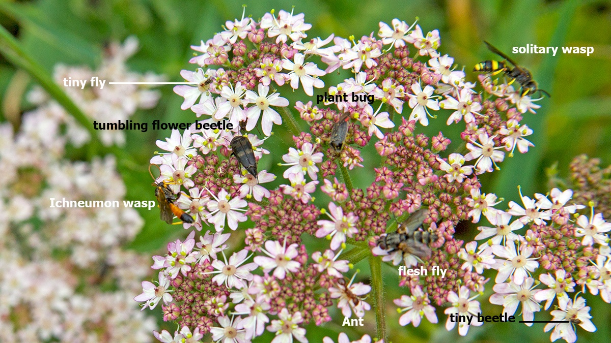 8 insect species on Common Hogweed