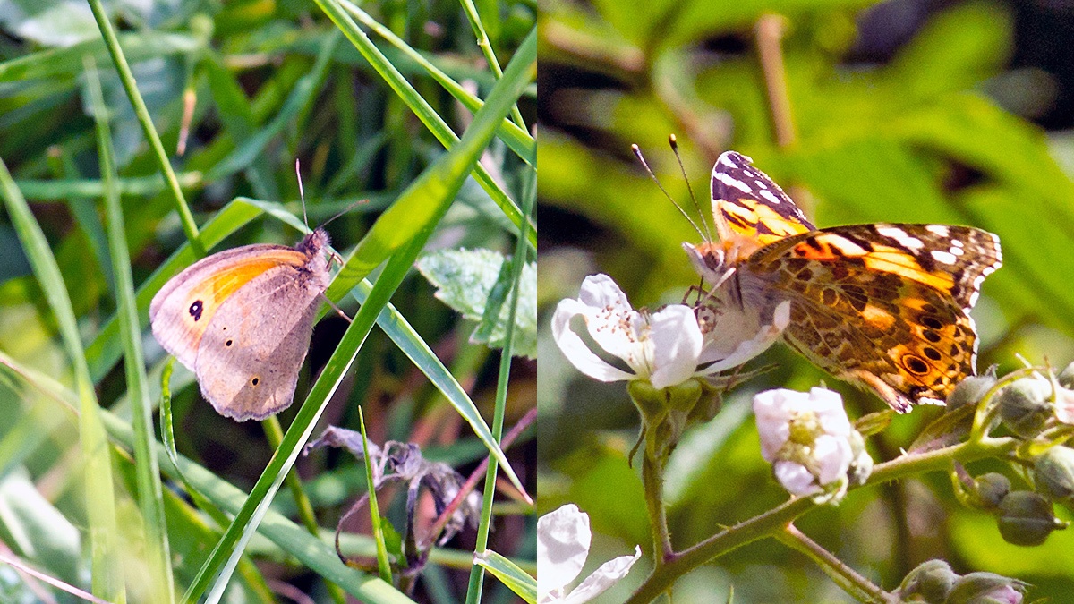 2 Nymphalidae butterflies