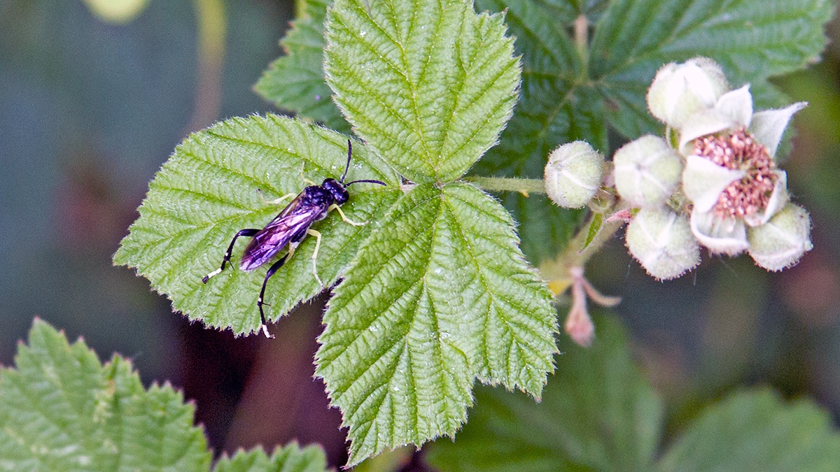 Dimorphic Strider [Macropyha montana]