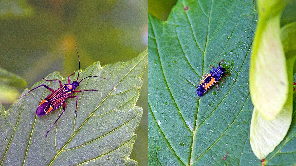 Fine-streaked Bugkin [Miris striatus] and Harlequin Ladybird [Harmonia axyridis]