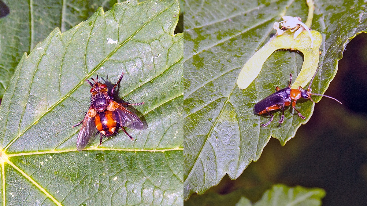 Common Tachinid fly [Tachina fera] and a soldier beetle [Cantharis flavilabris]